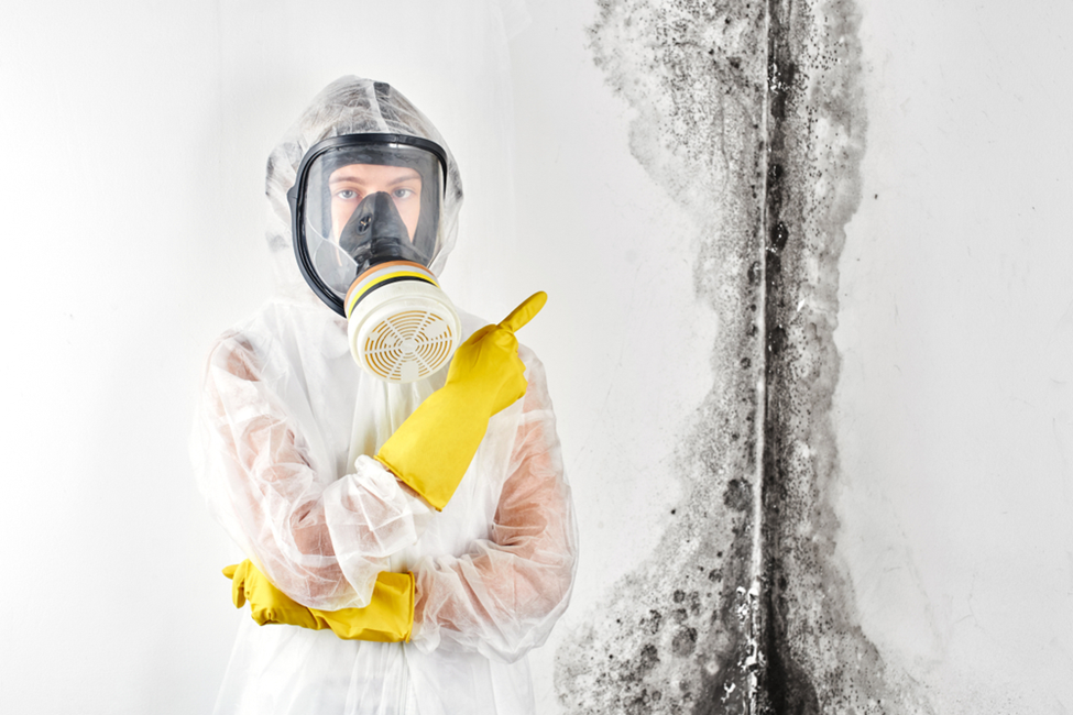 professional mold inspection services