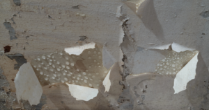 top five signs of mold infestation