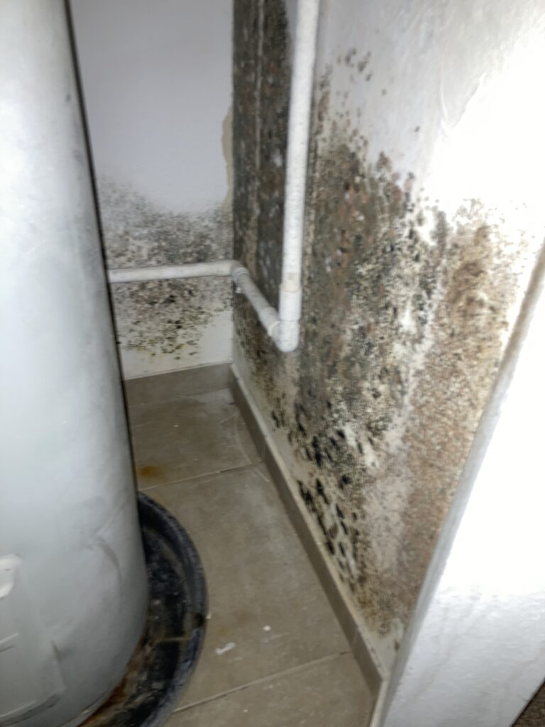 Mold Inspection and Testing in Tangerine FL 